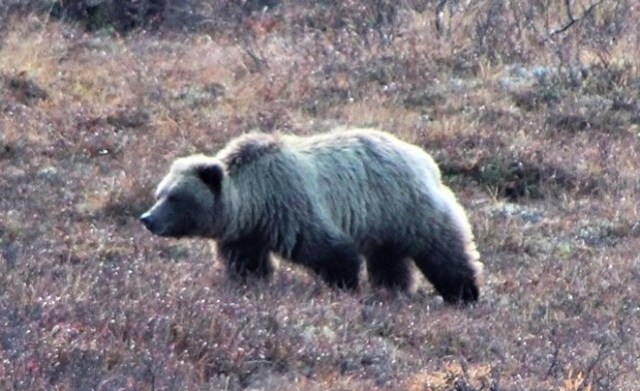 denali_grizzly_1.jpg
