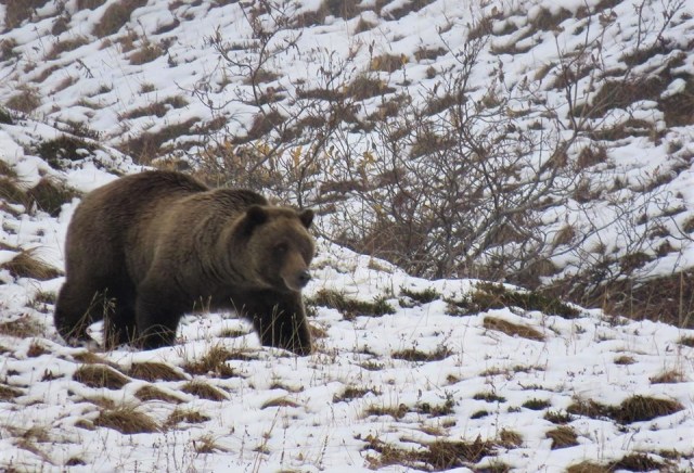 denali_grizzly_2.jpg