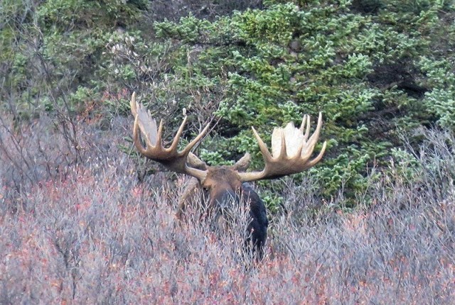 denali_moose.jpg